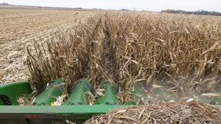 Organic Corn Test Plot Harvest Day! 10-25-23