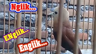 Suara asli emprit kaji jantan memanggil betina.
