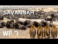 WILD SERENGETI Rulers Of Ndutu Grumeti And Olduvai Animal Documentary WILD SERENGETI Rulers Of Ndutu Grumeti And Olduvai Animal Documentary
