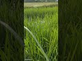 Rice field view