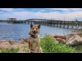 10 month Old Shiba Inu 10 month Old Shiba Inu