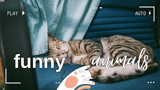 Приколи з КОТАМИ. Смішні коти, котики. CATS. Video # 28