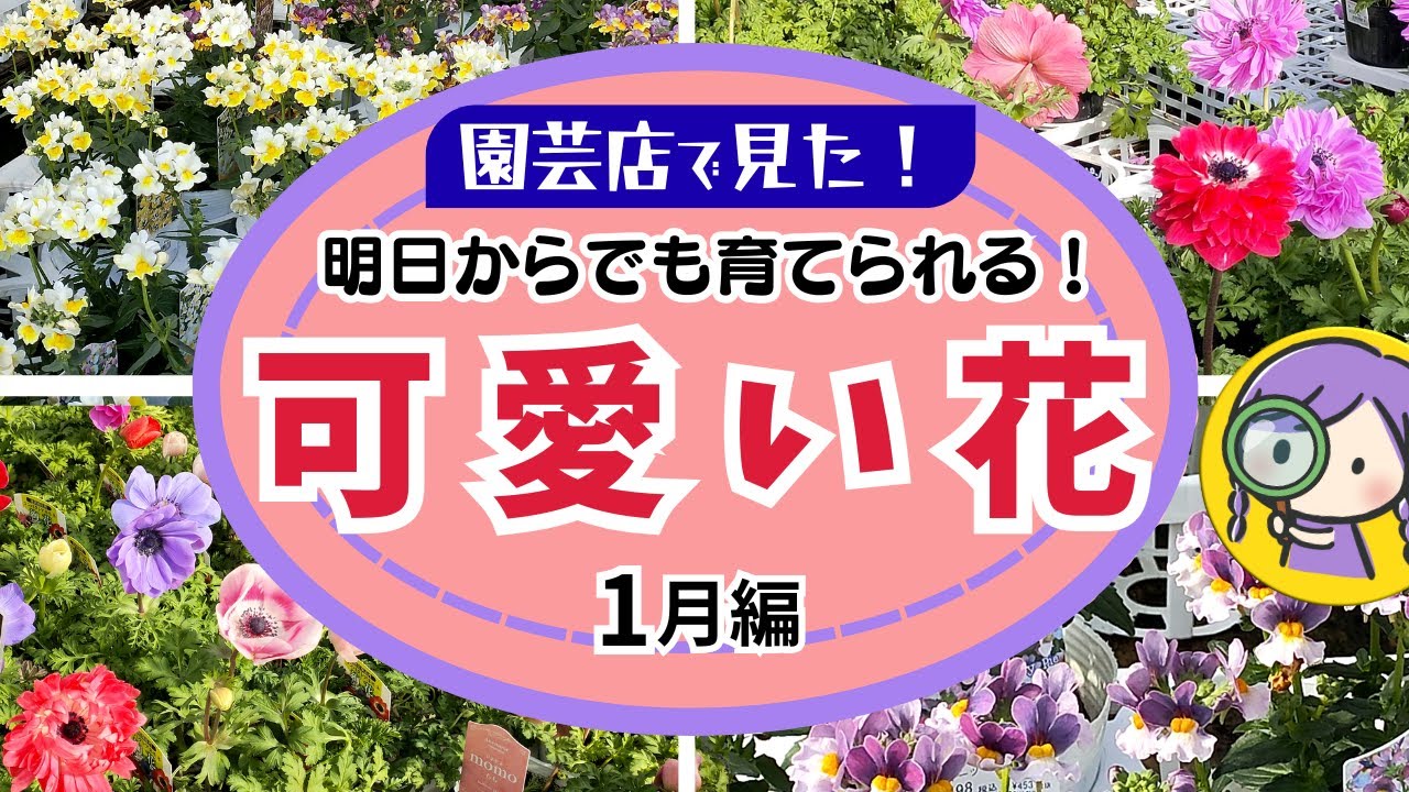 【ガーデニング】明日からでも育てたい！園芸店で見た可愛い花！購入苗！園芸のプロも推す注目の大人気品種を紹介！驚きの新品種！フラワーガーデン泉・群馬県・gardening