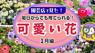 Gardening] I want to start growing them tomorrow! Cute flowers I