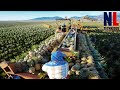 How Farmers Harvest &amp; Process Millions of Pineapple - Amazing Production Line with Modern Technology