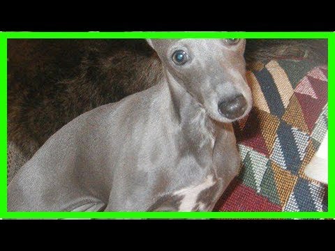 Video: Ist ein italienischer Windhund der richtige Hund für Sie?