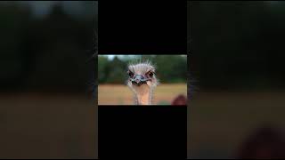 Beautiful Birds in Nature PART 2🕊️ | 4K HDR 60FPS Dolby Vision Mind Relaxing Shorts #Shorts