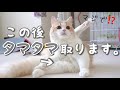 去勢手術後の夜。猫の様子がおかしい…
