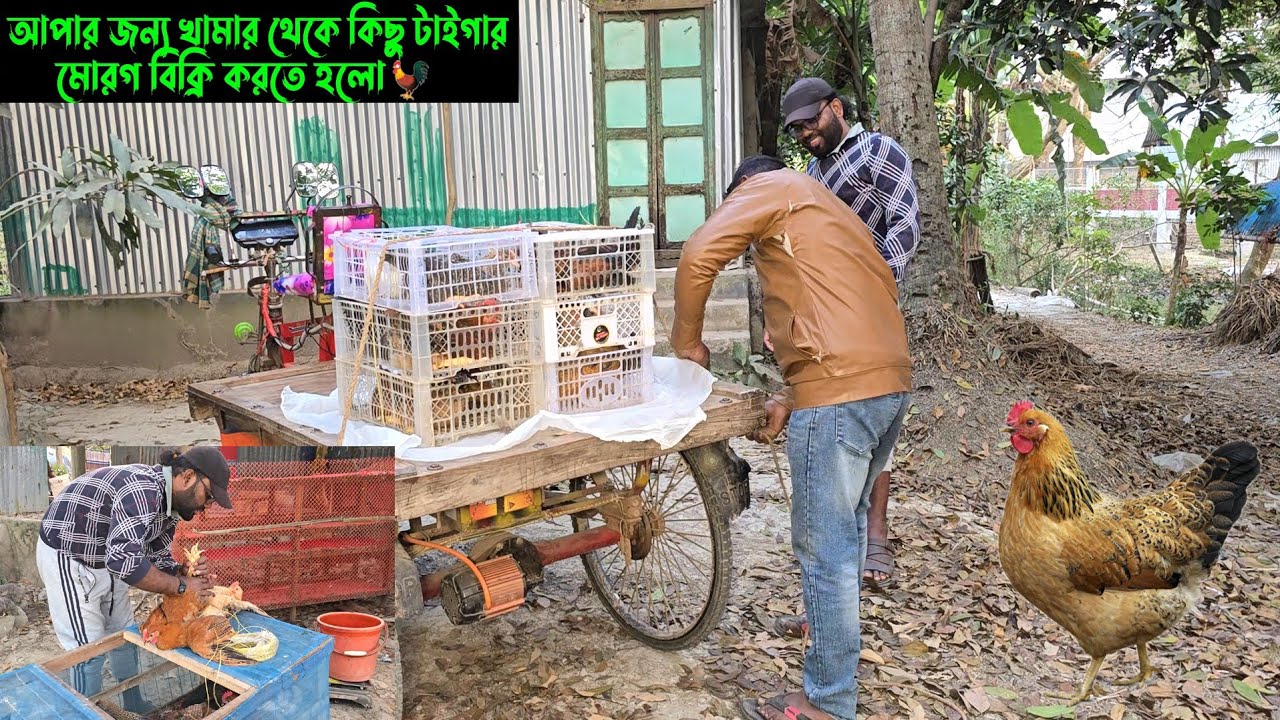 আপার জন্য খামার থেকে কিছু টাইগার মোরগ বিক্রি করতে হলো। 🐓