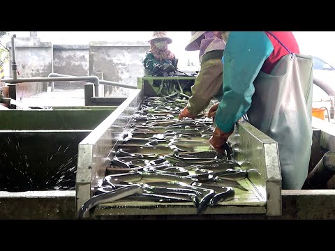 Taiwanese Street Food - conger eel and mullet roe青口鰻