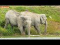 Слоны увидели НОВЫХ ВРАГОВ! Тайган. Elephant's life in Taigan.