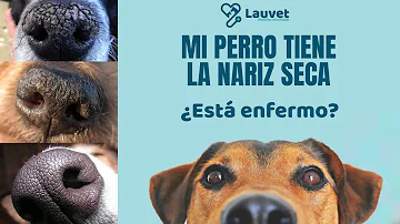 ¿Por qué mi perro me da codazos con la nariz?