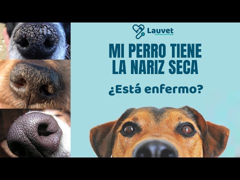 Video: Cómo curar la nariz seca de tu perro naturalmente