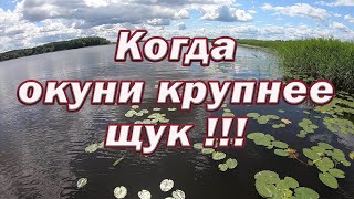 Море рыбы! Нервным лучше не смотреть! Рыбалка когда ЗАБЫВАЕШЬ ПРО ЩУКУ !! Когда Окунь КРУПНЕЕ ЩУК!!!