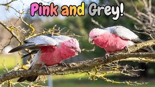 PINK GALAH COCKATOO Sounds - Its Backyard Bird Chaos!