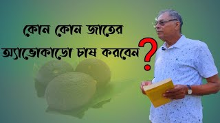 অ্যাভোকাডো ফলের কোন জাতটি চাষ করবেন ৷৷ Varities of Avocado plant