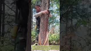 The Art of the Woods: How Natural Tree Gum is Collected