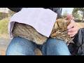キジトラ猫をひざの上にのせると、体を丸めて眠ってしまった