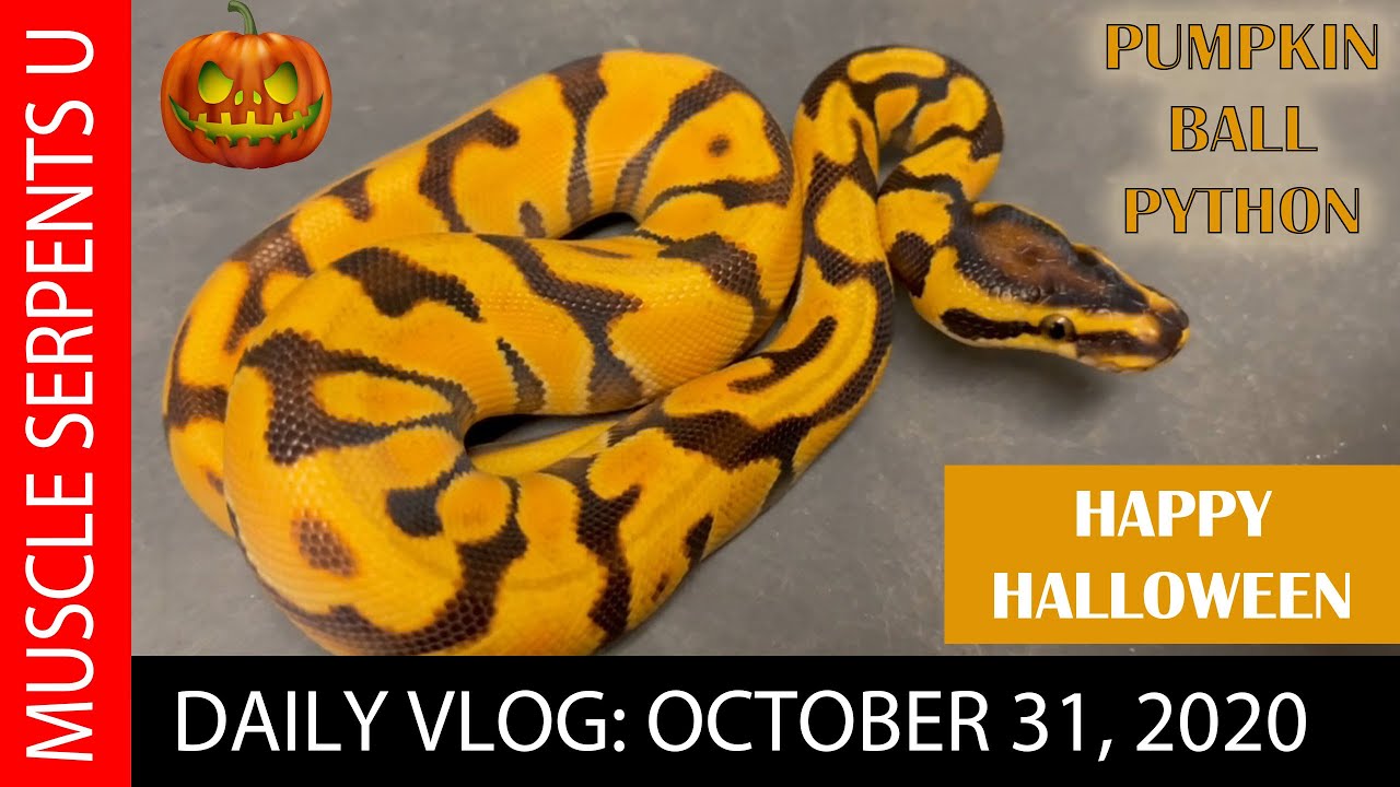 PUMPKIN BALL PYTHON? HAPPY HALLOWEEN 2021! - YouTube