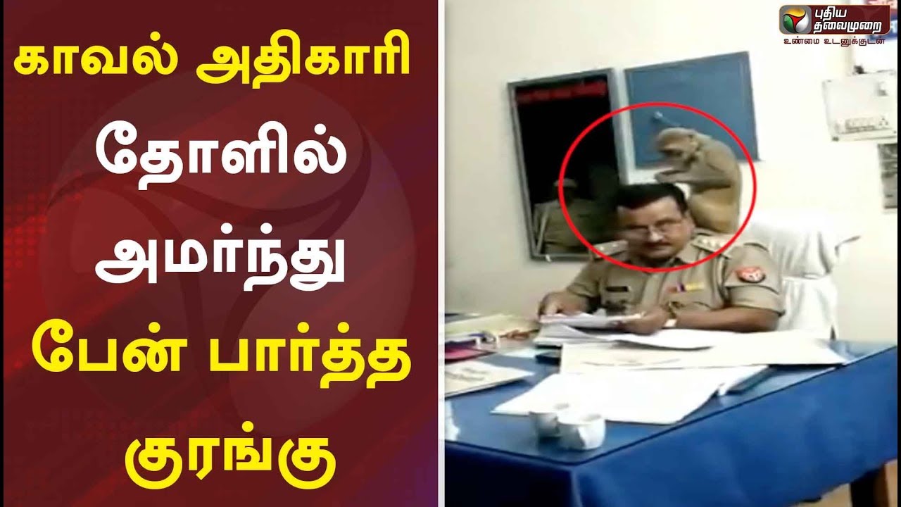live tamil news 7 tv channels காவல் அதிகாரி தோளில் அமர்ந்து பேன் பார்த்த குரங்கு | Monkey | Police