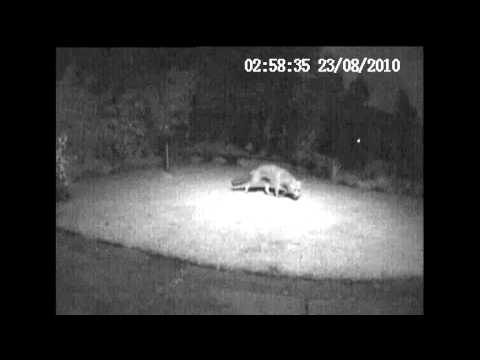 Motion Detection Test MINI HDVR