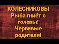 Семья Колесниковых/Новости из Дворца.