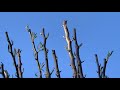 آموزش باغبانى با صابر اصول هرس درخت گلابى Right Ways To Prune Pear Trees 