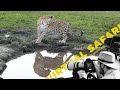 Leopard chases hyenas off carcass virtual safari  201