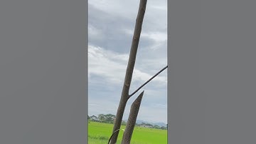 Tôi làm con rựa quắm phát rẫy bằng thép trục xe bọc thép chặt cây như chặt chuối vậy