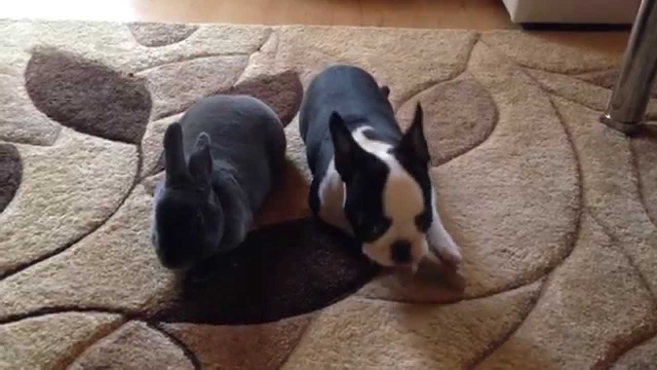 Boston Terrier and Rex Rabbit kirakutya YouTube