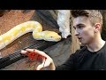 FEEDING HUMONGOUS SNAKE!!! (GONE WRONG!!!)