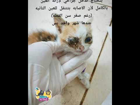 التهابات العين في القطط