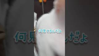 【美猫】フリーズしてる猫を撮ってみた #shorts