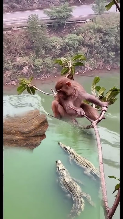 Monkey vs crocodile - YouTube