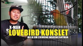 xman Lovebird Konslet Warung Batman milik om Chimong