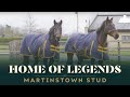 A fivestar hotel for horses  the incredible martinstown stud