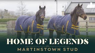 'A FIVESTAR HOTEL FOR HORSES!'  THE INCREDIBLE MARTINSTOWN STUD