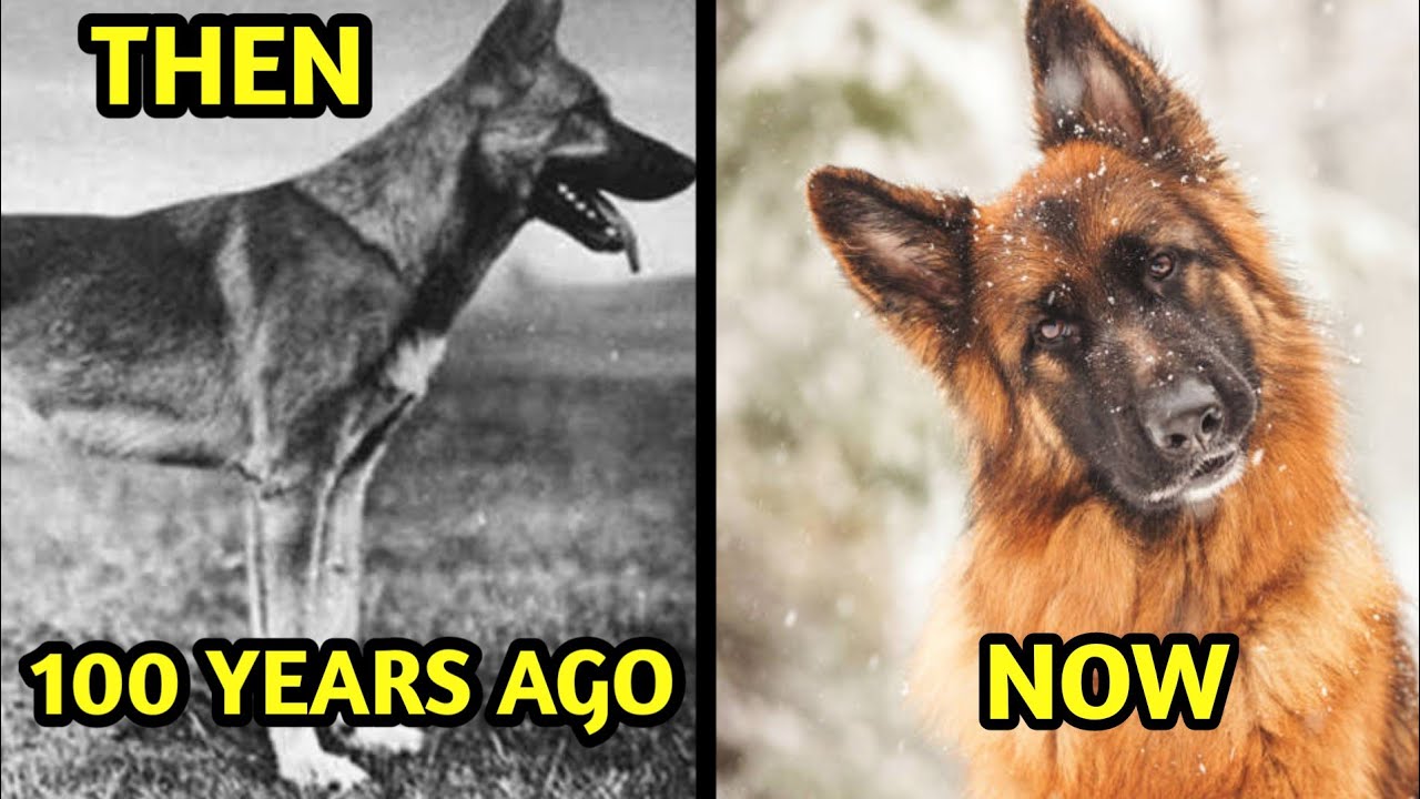 100 most popular dogs