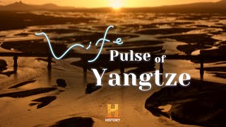 Life Pulse of Yangtze Episode 1