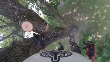 Removal of Norway Maple