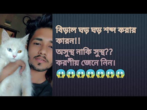 ভিডিও: বিড়ালের মুখ বলতে আপনি কী বোঝেন?