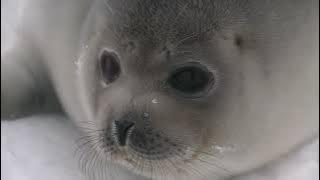 Adorable Baby Seal Come Towards Camera and Tries to Talk Making Irresistibly Cute Noises!