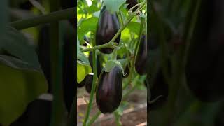 Grow eggplant with the Planter app.