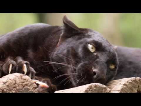 Retractable claws - YouTube