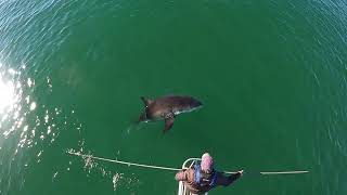 Tagging &quot;free swimming&quot; white sharks off Cape Cod - Autumn 2022