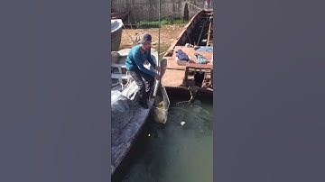 Bắt chép cụ trên sông kalong móng cái quảng ninh