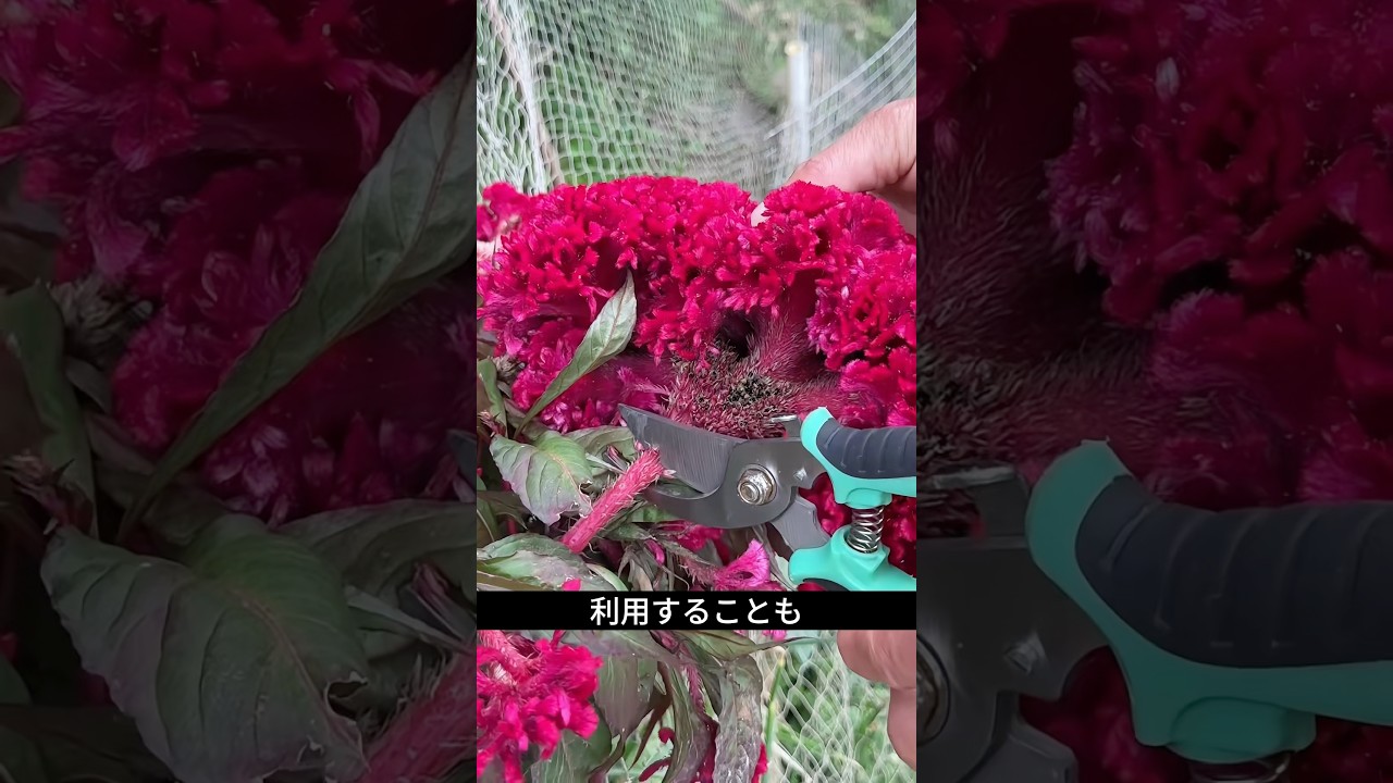 昔から暮らしの中で親しまれてきたケイトウ