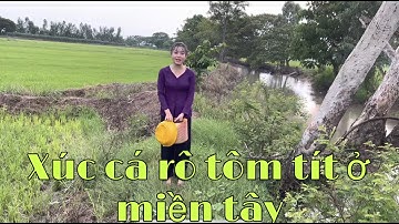 Bắt Cá Rô Non Trên Ruộng Lúa Độc Và Lạ  Chỉ Có Ở Miền Tây Sau Cơn Mưa Lớn Đầu Mùa l 47