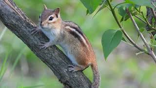 Chipmunk in Stunning 4K | Nikon Coolpix Ultra‑Sharp Woodland Wildlife Close‑Up