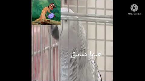 سبحان الله في خلقه بغبغاء يقرأ سوره الإخلاص